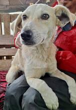 NALA, Hund, Mischlingshund in Rumänien - Bild 7