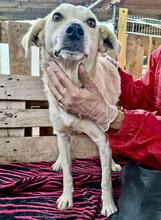 NALA, Hund, Mischlingshund in Rumänien - Bild 8