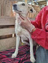 NALA, Hund, Mischlingshund in Rumänien - Bild 9