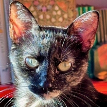 LUNITA, Katze, Europäisch Kurzhaar in Spanien - Bild 1