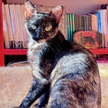 LUNITA, Katze, Europäisch Kurzhaar in Spanien - Bild 3