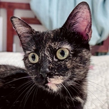 LUNITA, Katze, Europäisch Kurzhaar in Spanien - Bild 4