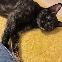 LUNITA, Katze, Europäisch Kurzhaar in Spanien - Bild 5