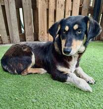 JUNA, Hund, Mischlingshund in Rumänien - Bild 1