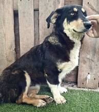 JUNA, Hund, Mischlingshund in Rumänien - Bild 10