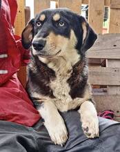 JUNA, Hund, Mischlingshund in Rumänien - Bild 11