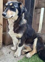 JUNA, Hund, Mischlingshund in Rumänien - Bild 12