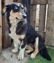 JUNA, Hund, Mischlingshund in Rumänien - Bild 15