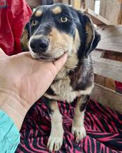 JUNA, Hund, Mischlingshund in Rumänien - Bild 2