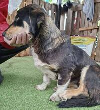 JUNA, Hund, Mischlingshund in Rumänien - Bild 3