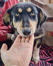 JUNA, Hund, Mischlingshund in Rumänien - Bild 4