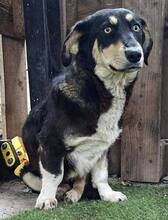 JUNA, Hund, Mischlingshund in Rumänien - Bild 5