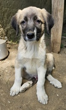 SEVENERIK, Hund, Mischlingshund in Griechenland - Bild 10