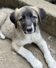 SEVENERIK, Hund, Mischlingshund in Griechenland - Bild 2