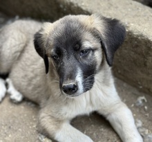 SEVENERIK, Hund, Mischlingshund in Griechenland - Bild 4