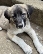 SEVENERIK, Hund, Mischlingshund in Griechenland - Bild 5