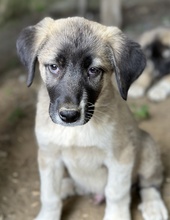 SEVENERIK, Hund, Mischlingshund in Griechenland - Bild 6