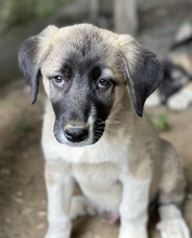 SEVENERIK, Hund, Mischlingshund in Griechenland - Bild 7