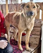 ROSIE, Hund, Mischlingshund in Rumänien - Bild 1