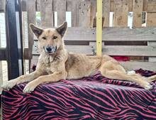 ROSIE, Hund, Mischlingshund in Rumänien - Bild 11