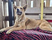 ROSIE, Hund, Mischlingshund in Rumänien - Bild 14