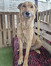 ROSIE, Hund, Mischlingshund in Rumänien - Bild 2