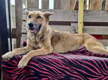 ROSIE, Hund, Mischlingshund in Rumänien - Bild 6