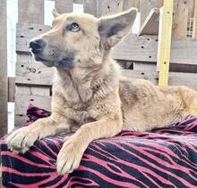 ROSIE, Hund, Mischlingshund in Rumänien - Bild 7