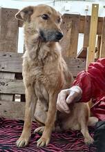 ROSIE, Hund, Mischlingshund in Rumänien - Bild 8