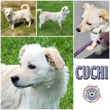 CUCHI, Hund, Mischlingshund in Sauensiek - Bild 1