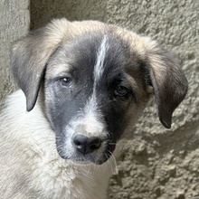 OREO, Hund, Mischlingshund in Griechenland - Bild 1