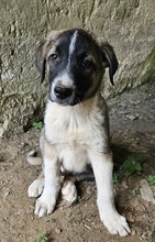 OREO, Hund, Mischlingshund in Griechenland - Bild 10