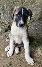OREO, Hund, Mischlingshund in Griechenland - Bild 11