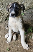 OREO, Hund, Mischlingshund in Griechenland - Bild 12
