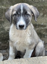 OREO, Hund, Mischlingshund in Griechenland - Bild 2