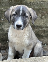 OREO, Hund, Mischlingshund in Griechenland - Bild 3