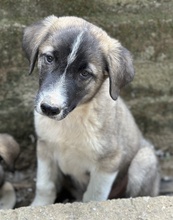 OREO, Hund, Mischlingshund in Griechenland - Bild 4