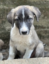 OREO, Hund, Mischlingshund in Griechenland - Bild 5