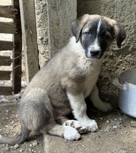 OREO, Hund, Mischlingshund in Griechenland - Bild 6