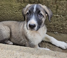OREO, Hund, Mischlingshund in Griechenland - Bild 7