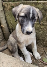 OREO, Hund, Mischlingshund in Griechenland - Bild 9