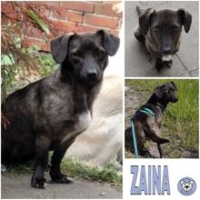 ZAINA, Hund, Dackel-Mix in Worpswede - Bild 1