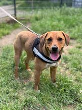 GLORY, Hund, Mischlingshund in Ungarn - Bild 1