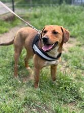 GLORY, Hund, Mischlingshund in Ungarn - Bild 2