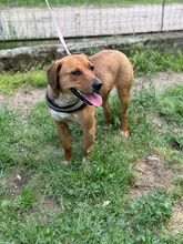 GLORY, Hund, Mischlingshund in Ungarn - Bild 4