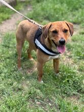GLORY, Hund, Mischlingshund in Ungarn - Bild 5