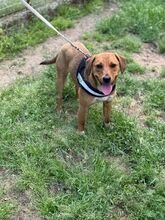 GLORY, Hund, Mischlingshund in Ungarn - Bild 6