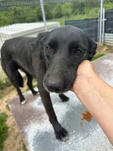 PEANUT, Hund, Mischlingshund in Rumänien - Bild 1