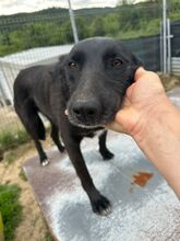 PEANUT, Hund, Mischlingshund in Rumänien - Bild 2