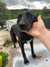 PEANUT, Hund, Mischlingshund in Rumänien - Bild 3